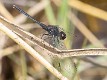 Diplacodes lefebvrii male Botswana